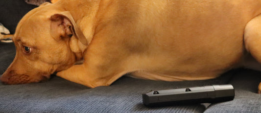 HoneyPaw™ Precision Nail Grinder – Quiet Dog Nail Trimmer