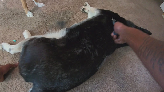 HoneyPaw™ Pro Deshedding Tool